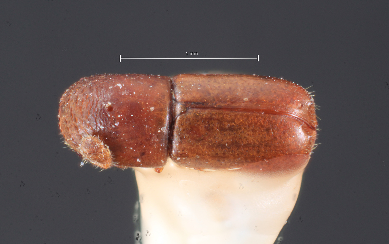 Genus / Species: Microcorthylus puerulus | Image Author: TH Atkinson | Location: Argentina, Misiones, Santa Maria | Image Type: syntype | Collection: Museo de la Plata