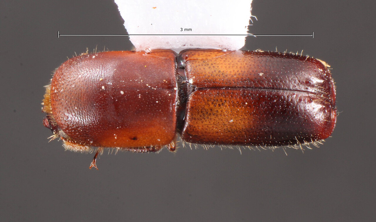 Genus / Species: Monarthrum aberrans | Image Author: TH Atkinson | Location: El Salvador, Santa Ana, Metapán | Image Type: allotype | Collection: Naturhistorisches Museum Wien