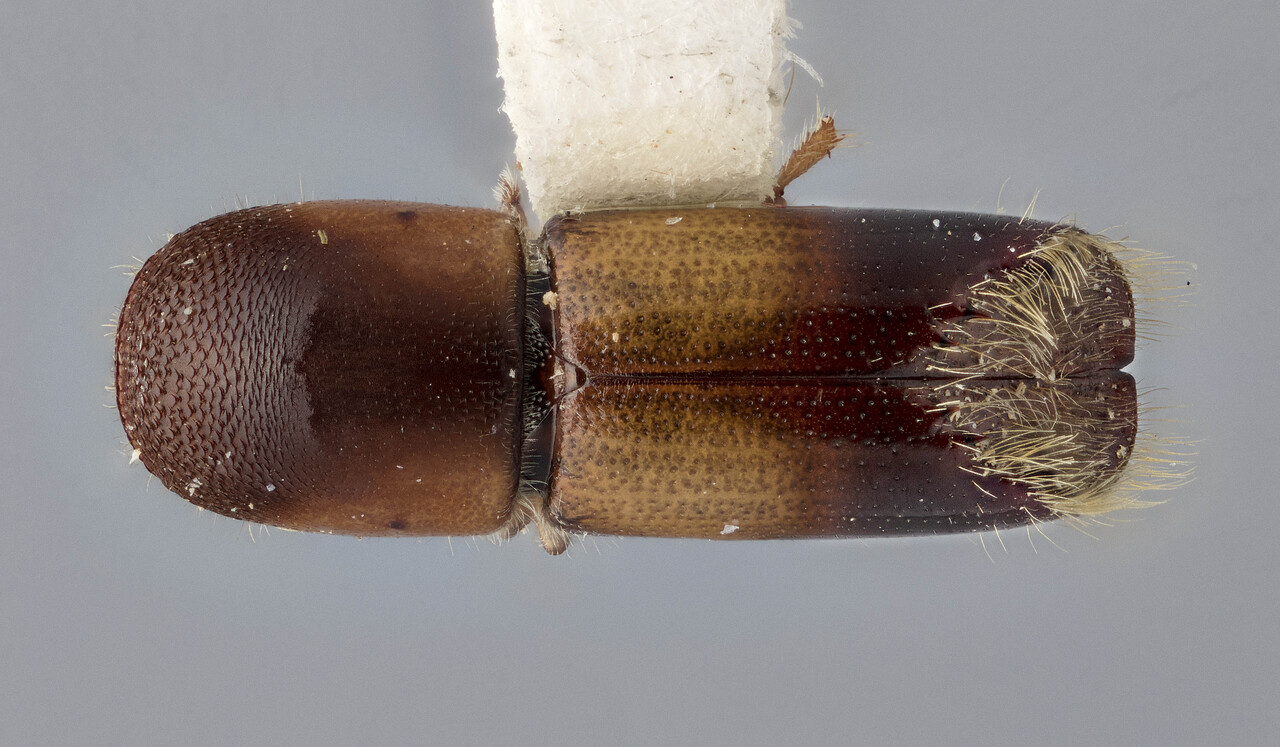 Genus / Species: Monarthrum querneum | Image Author: J Buffam | Location: México, Chiapas, San Cristobal, 8 mi (13 km) E | Image Type: holotype | Collection: Canadian National Collection of Insects, Arachnids and Nematodes