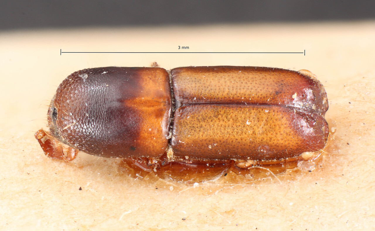 Genus / Species: Monarthrum chapuisi | Image Author: TH Atkinson | Location: Bolivia, Cochabamba, Cochabamba (departamento) | Image Type: paratype | Collection: Naturhistorisches Museum Wien