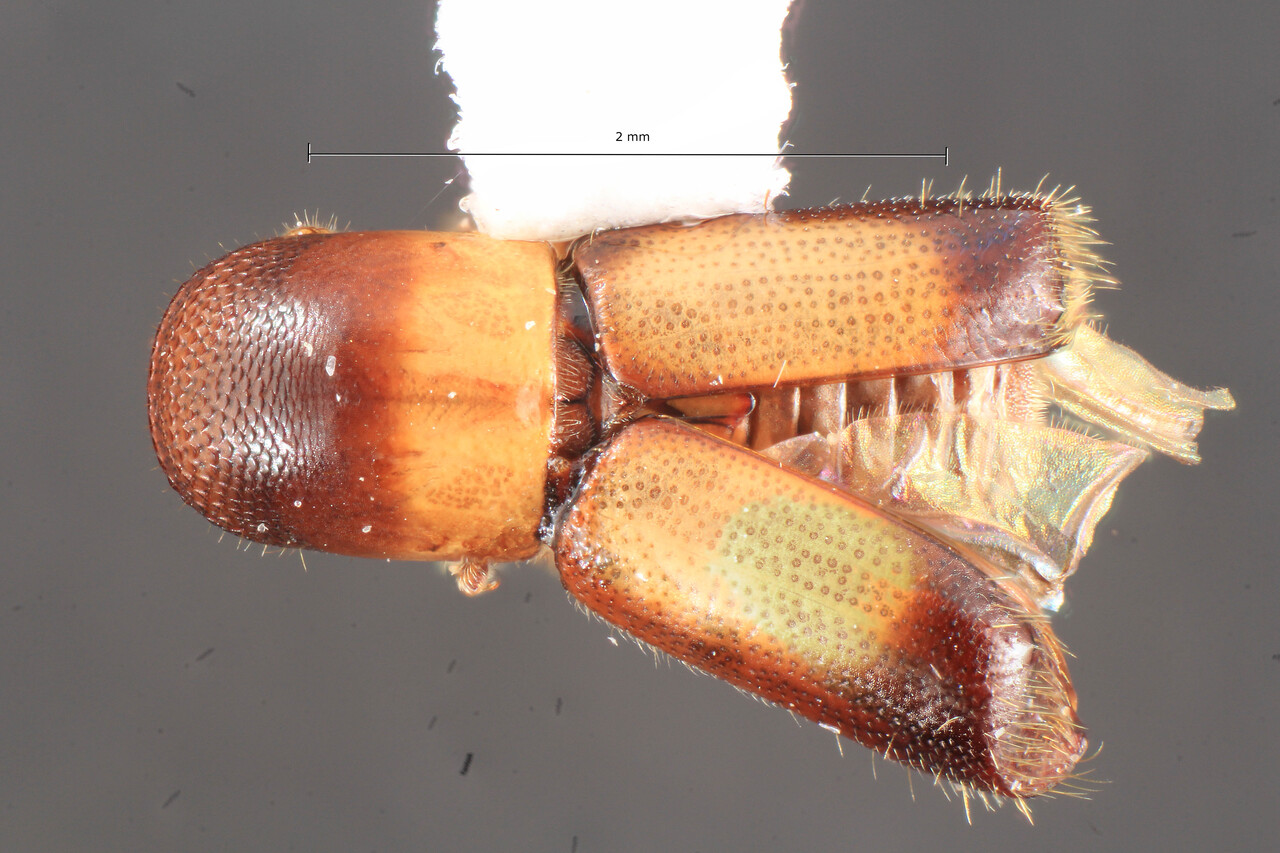 Genus / Species: Monarthrum collinum | Image Author: TH Atkinson | Location: Rep. Dominicana, Barahona, Larimer Mine, nr. Filipinas | Image Type: holotype | Collection: Florida State Collection of Arthropods