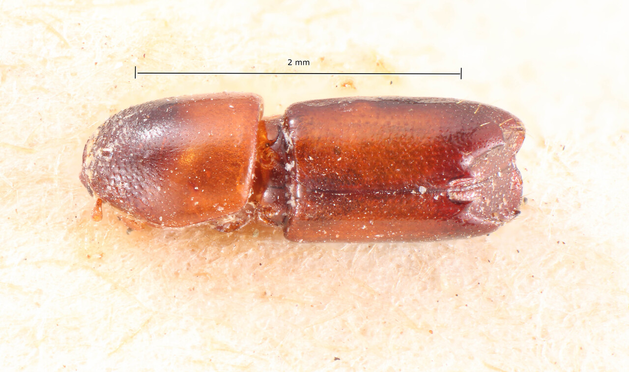 Genus / Species: Monarthrum dentatulum | Image Author: TH Atkinson | Location: Bolivia, Cochabamba, Cochabamba (departamento) | Image Type: holotype | Collection: Naturhistorisches Museum Wien