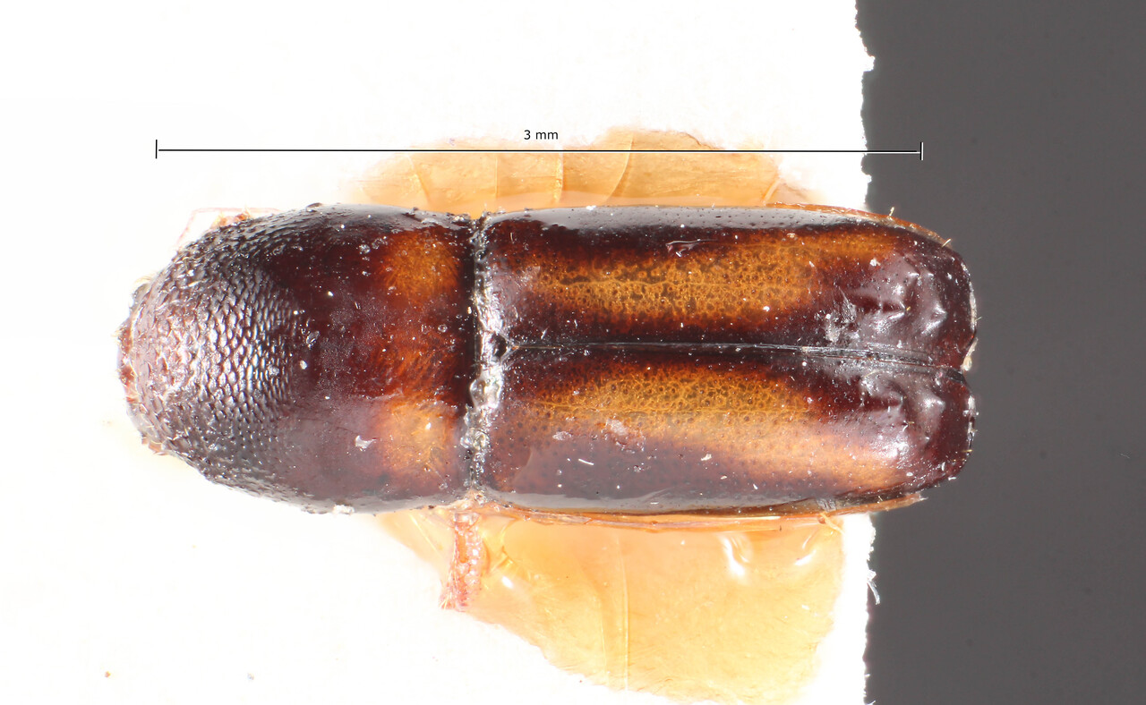 Genus / Species: Monarthrum fulgens | Image Author: TH Atkinson | Location: Ecuador, Quito | Image Type: paratype | Collection: Naturhistorisches Museum Wien