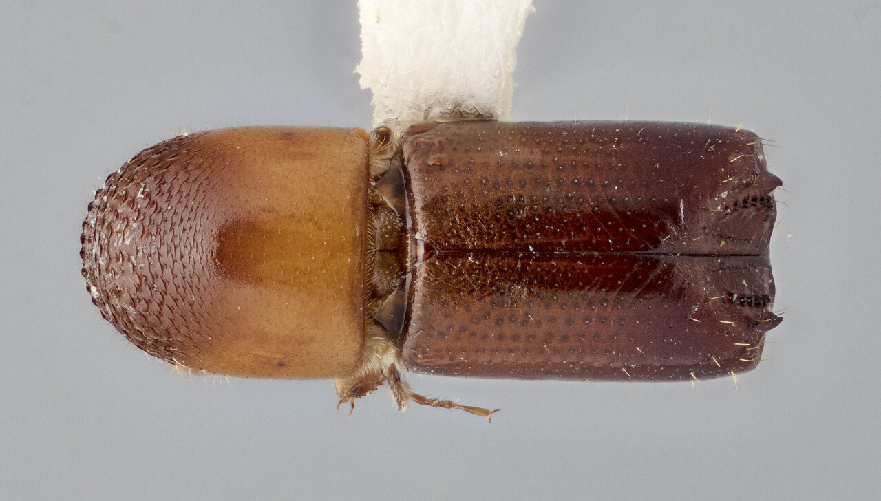 Genus / Species: Monarthrum granulatum | Image Author: J Buffam | Location: México, Oaxaca, Valle Nacional, 15 mi S | Image Type: holotype | Collection: Canadian National Collection of Insects, Arachnids and Nematodes