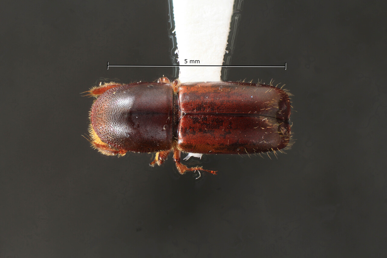 Genus / Species: Monarthrum ingens | Image Author: TH Atkinson | Location: Bolivia, Santa Cruz, Rd. to Amboro above Achira | Collection: Florida State Collection of Arthropods