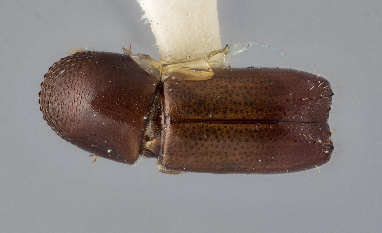 Genus / Species: Monarthrum hoegei | Image Author: J Buffam | Location: México, Oaxaca, Valle Nacional, 32 mi S | Image Type: holotype | Collection: Canadian National Collection of Insects, Arachnids and Nematodes