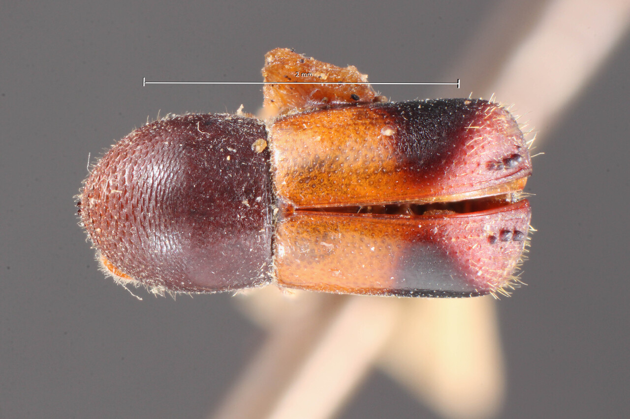 Genus / Species: Corthylus excisus | Image Author: TH Atkinson | Location: Venezuela, Aragua, Colonia Tovar | Image Type: holotype | Collection: Naturhistorisches Museum Wien
