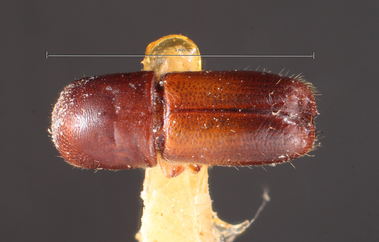 Genus / Species: Monarthrum laevigatum | Image Author: TH Atkinson | Location: Brazil, Santa Catarina, Nova Teutonia | Image Type: holotype | Collection: Naturhistorisches Museum Wien