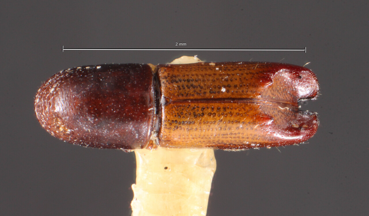 Genus / Species: Monarthrum amphicranoides | Image Author: TH Atkinson | Location: Brazil, Santa Catarina, Nova Teutonia | Image Type: holotype | Collection: Naturhistorisches Museum Wien