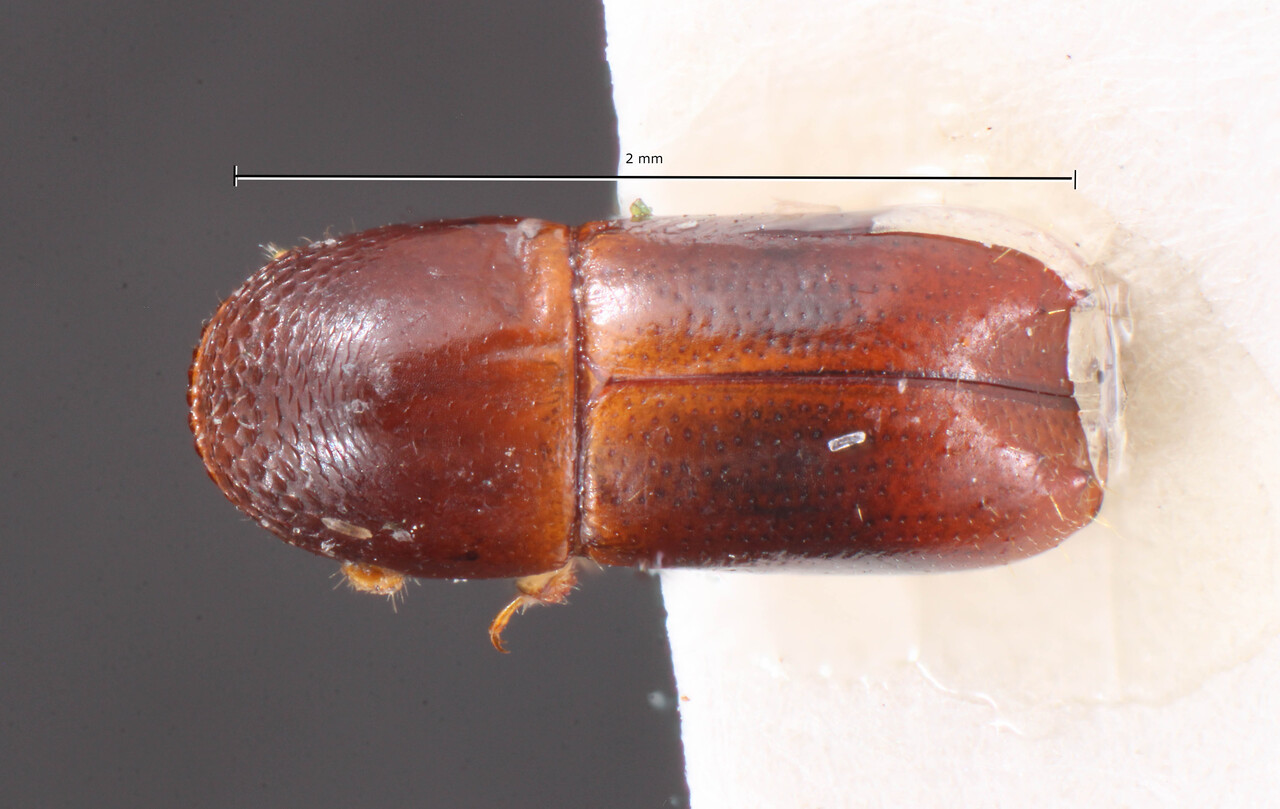 Genus / Species: Monarthrum dubiosum | Image Author: TH Atkinson | Location: Brazil, Pernambuco, Caruaru | Image Type: holotype | Collection: Naturhistorisches Museum Wien