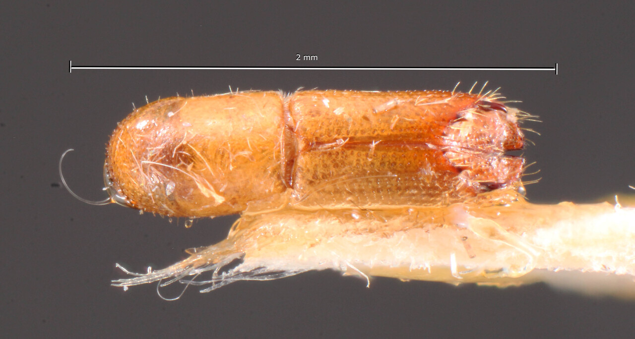 Genus / Species: Monarthrum gracilentum | Image Author: TH Atkinson | Location: Brazil, Pará, Jacareacanga | Image Type: holotype | Collection: Naturhistorisches Museum Wien