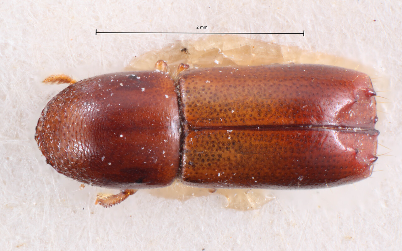 Genus / Species: Monarthrum marcidium | Image Author: TH Atkinson | Location: Bolivia, Cochabamba, El Palmar | Image Type: holotype | Collection: Naturhistorisches Museum Wien