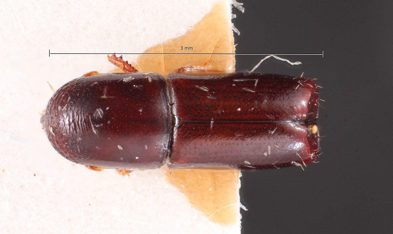 Genus / Species: Monarthrum obesum | Image Author: TH Atkinson | Location: Perú, unknown, Perú (country / region) | Image Type: holotype | Collection: Naturhistorisches Museum Wien
