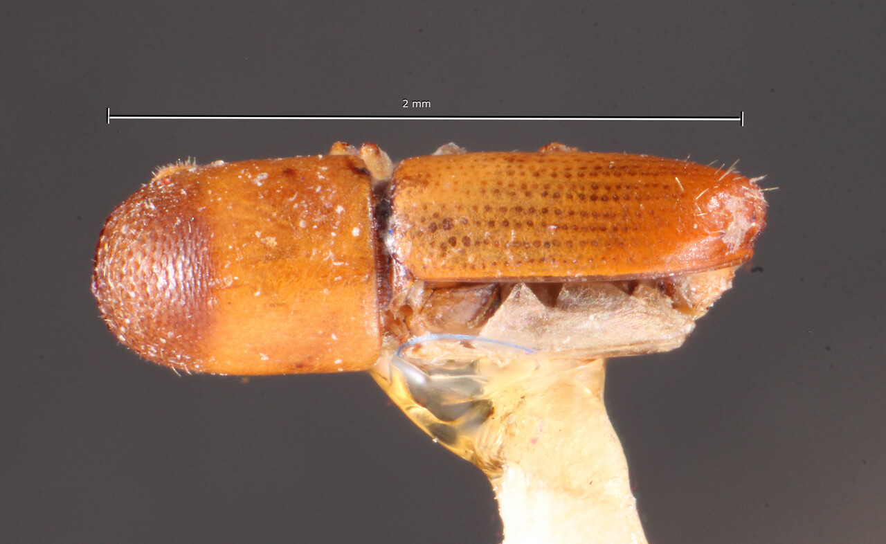 Genus / Species: Monarthrum omissum | Image Author: TH Atkinson | Location: Puerto Rico, Puerto Rico (island) | Image Type: syntype | Collection: Naturhistorisches Museum Wien
