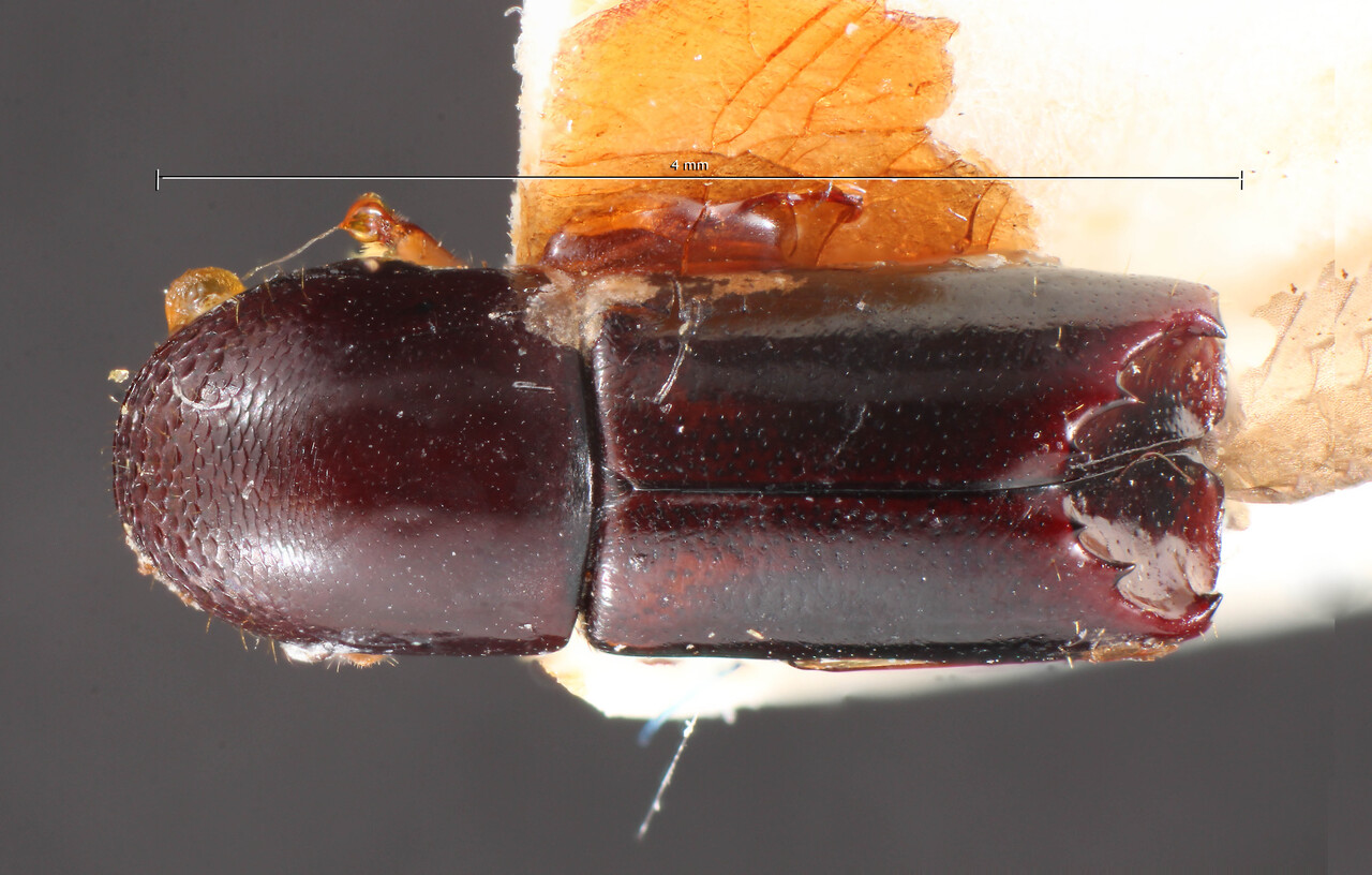 Genus / Species: Monarthrum subductum | Image Author: TH Atkinson | Location: Perú, Cusco, Torontoy Canyon | Image Type: holotype | Collection: Naturhistorisches Museum Wien