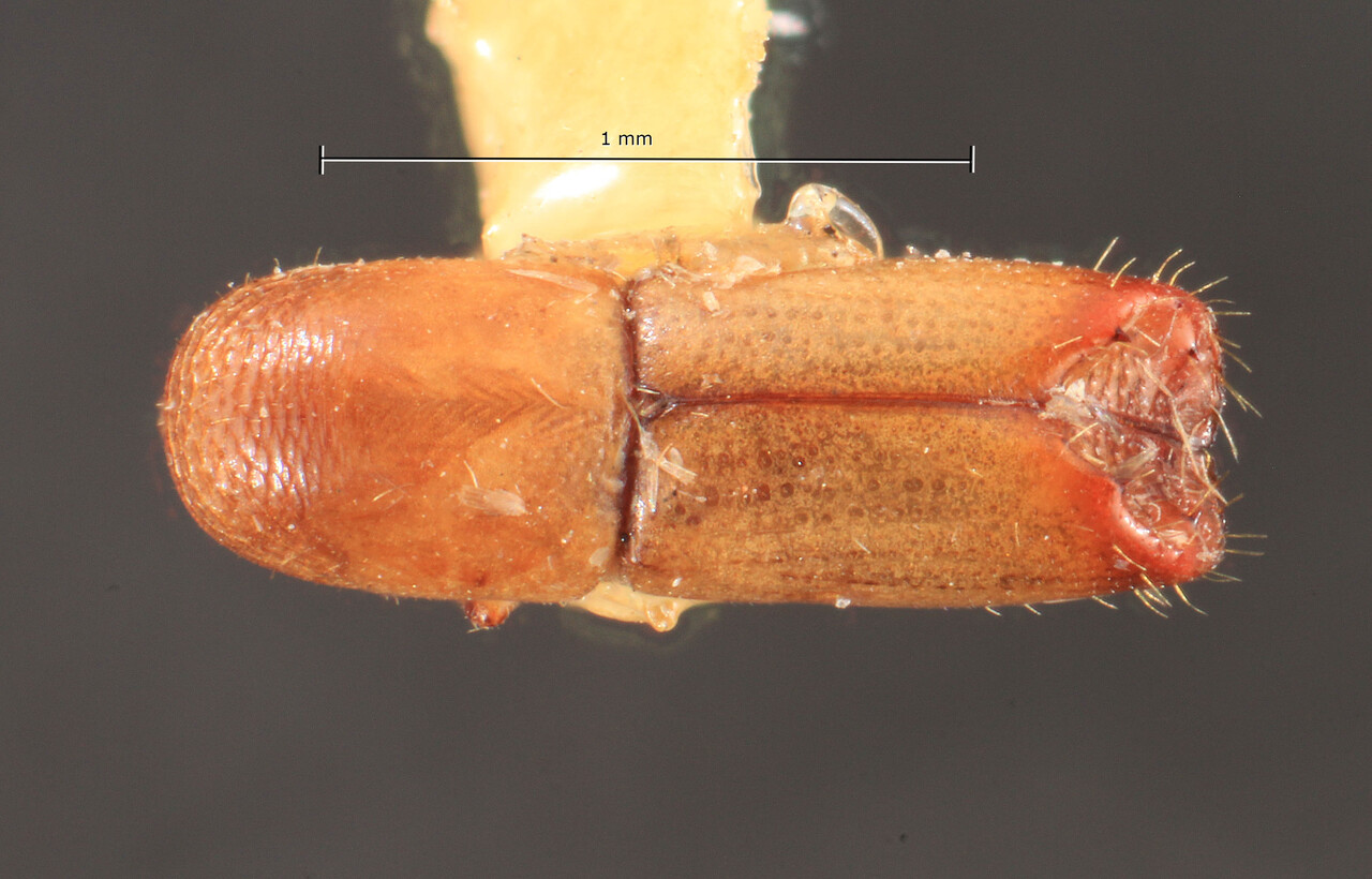 Genus / Species: Monarthrum flohri | Image Author: TH Atkinson | Location: México, unknown, Mexico (country / region) | Image Type: holotype | Collection: Naturhistorisches Museum Wien