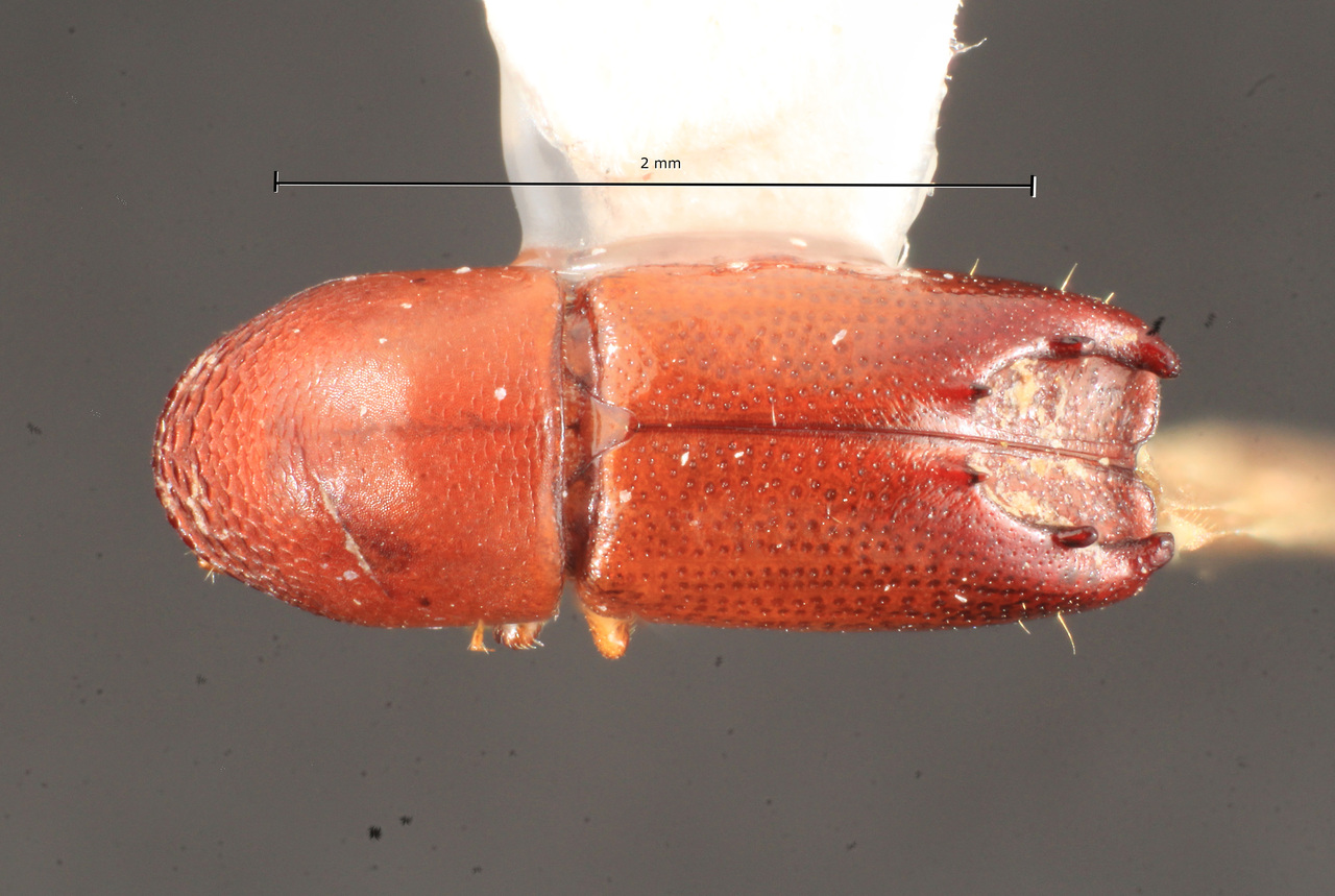 Genus / Species: Tricolus animatus | Image Author: TH Atkinson | Location: Rep. Dominicana, La Vega, Manabao | Image Type: paratype | Collection: Florida State Collection of Arthropods
