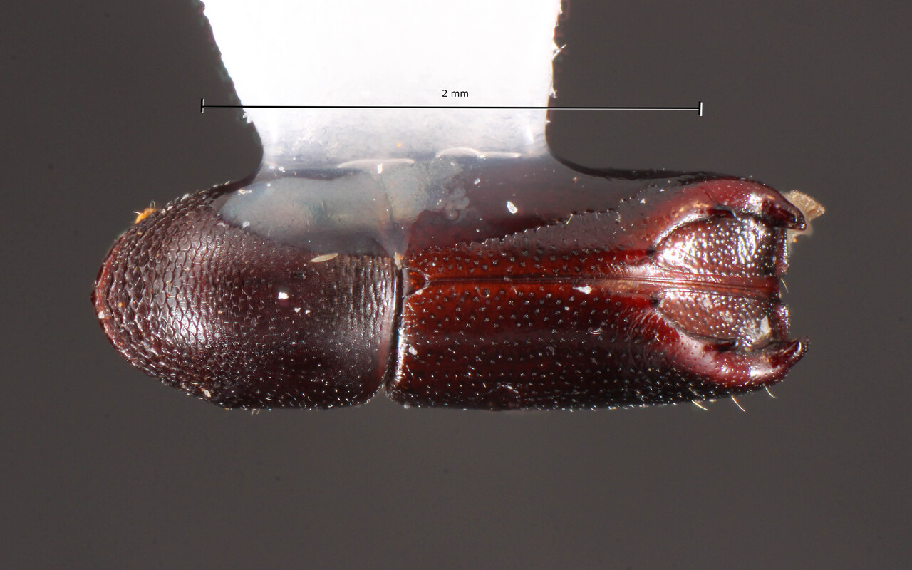 Genus / Species: Tricolus brasilianus | Image Author: TH Atkinson | Location: Brazil, Rio Grande do Sul, São Francisco de Paula | Image Type: holotype | Collection: Faculdade de Engenharia