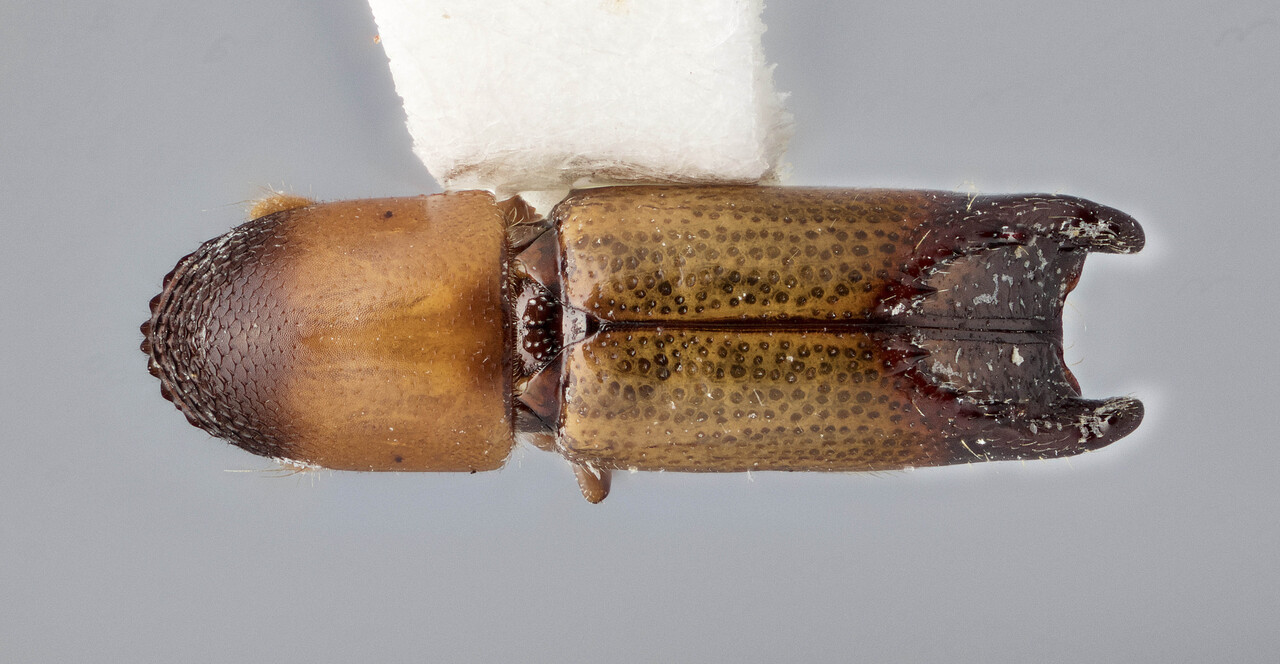 Genus / Species: Amphicranus cordatus | Image Author: J Buffam | Location: México, Oaxaca, Juchatengo, 26 mi S, hwy 131 | Image Type: holotype | Collection: Canadian National Collection of Insects, Arachnids and Nematodes