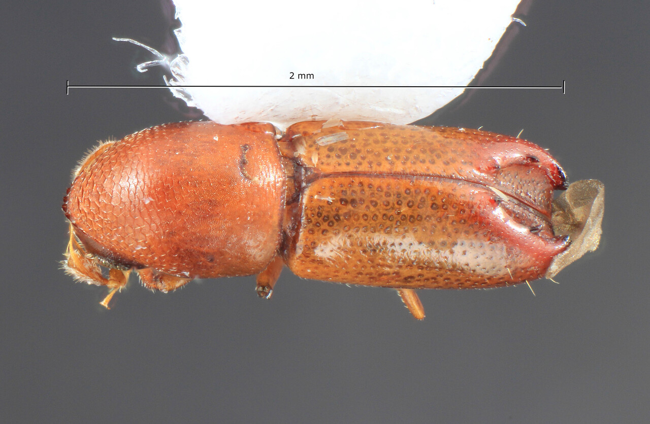 Genus / Species: Tricolus difodinus | Image Author: TH Atkinson | Location: México, Veracruz, Santuario Xalapa | Collection: University of Texas Insect Collection