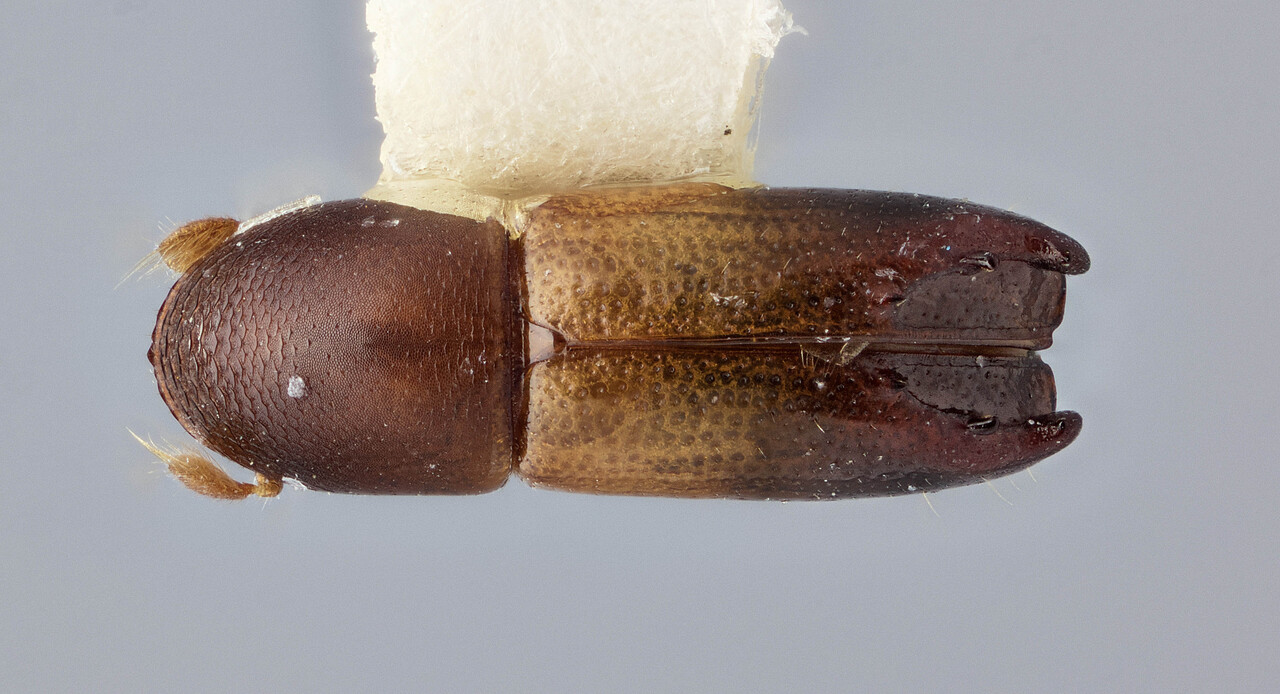 Genus / Species: Tricolus perdiligens | Image Author: J Buffam | Location: Jamaica, Hardwar Gap | Image Type: holotype | Collection: Canadian National Collection of Insects, Arachnids and Nematodes