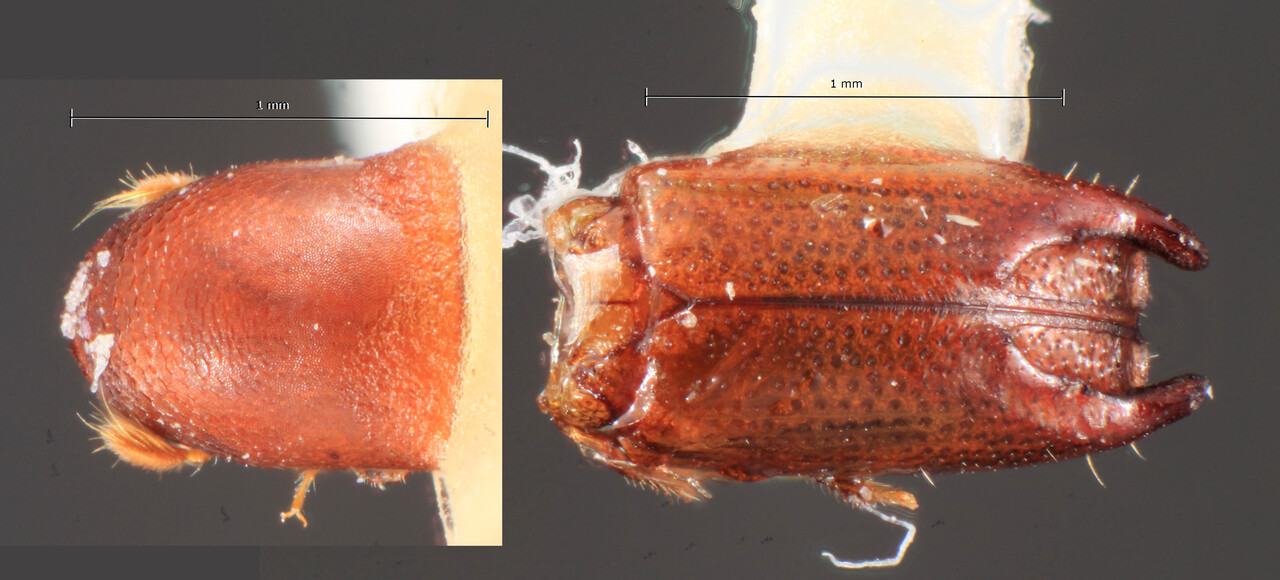Genus / Species: Tricolus incomptus | Image Author: TH Atkinson | Location: Rep. Dominicana, Barahona, Larimer Mine, nr. Filipinas | Image Type: holotype | Collection: Florida State Collection of Arthropods
