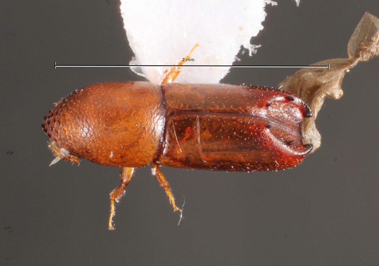 Genus / Species: Tricolus minutissimus | Image Author: TH Atkinson | Location: Brazil, Paraná, Apucarana | Collection: Faculdade de Engenharia