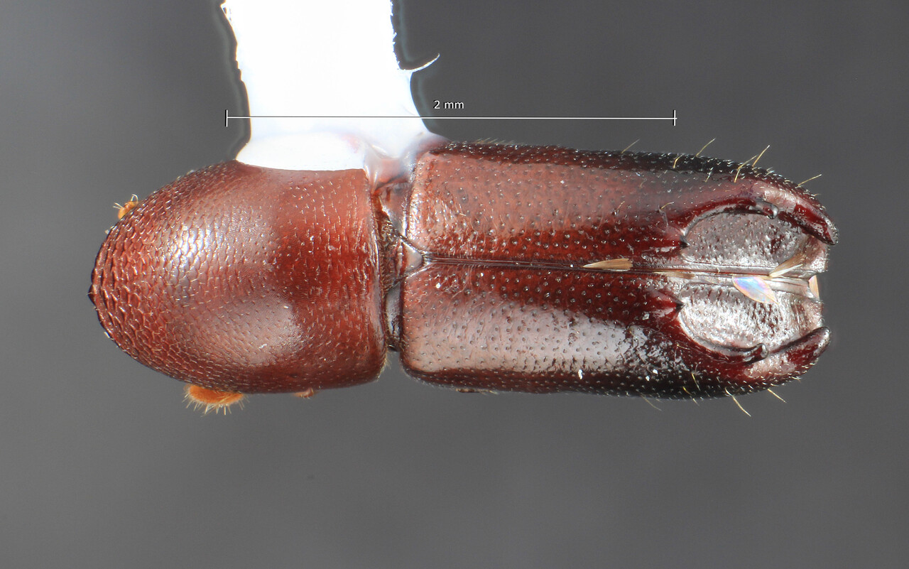 Genus / Species: Tricolus nodifer | Image Author: TH Atkinson | Location: México, Veracruz, Santuario Xalapa | Collection: University of Texas Insect Collection