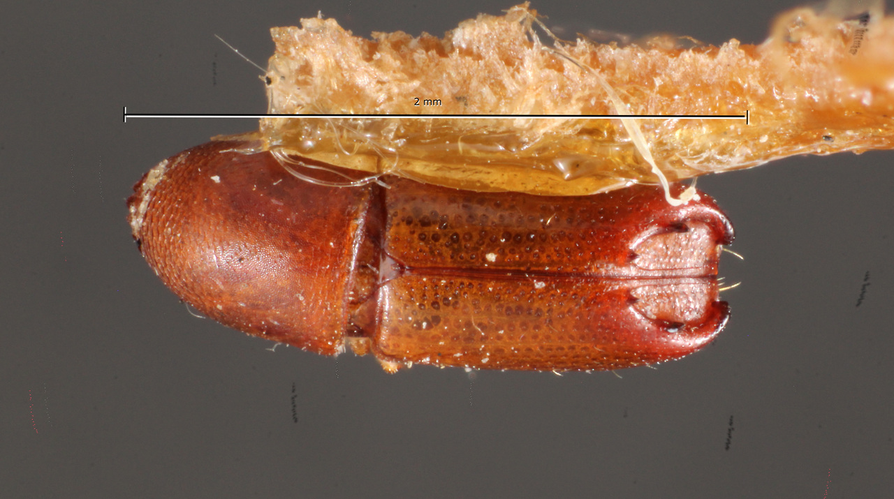 Genus / Species: Tricolus subincisuralis | Image Author: TH Atkinson | Location: Brazil, São Paulo, Itú | Collection: Museo de Zoologia