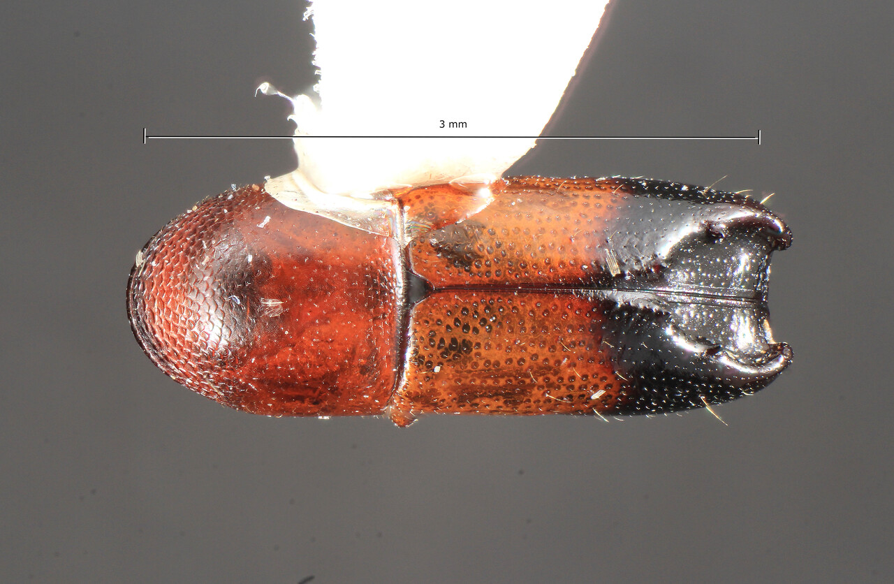 Genus / Species: Tricolus cuahuitli | Image Author: TH Atkinson | Location: México, Michoacán, Nuevo San Juan | Collection: Centro de Entomología y Acarología