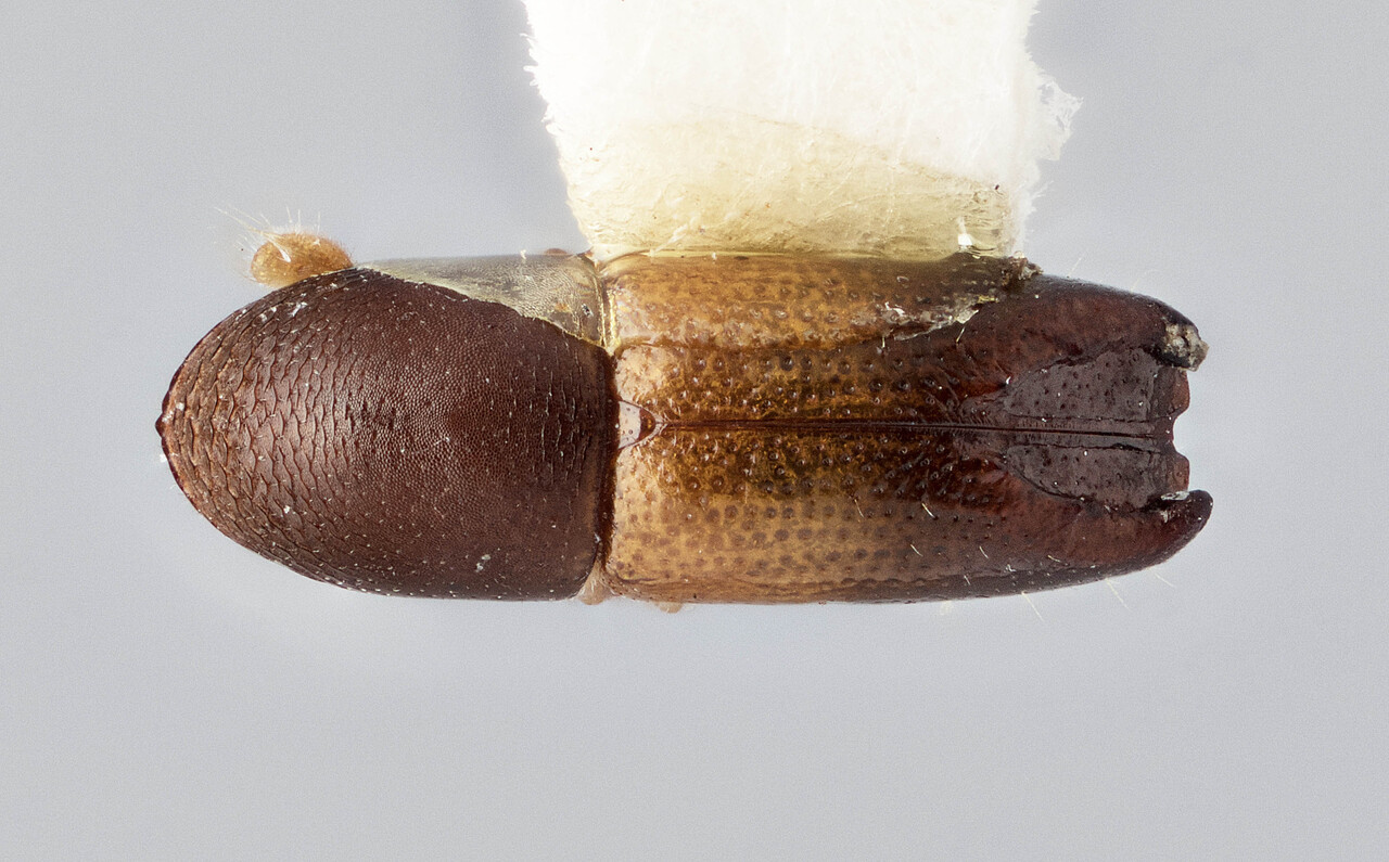 Genus / Species: Tricolus unidentatus | Image Author: J Buffam | Location: Jamaica, Barbecue Bottom | Image Type: holotype | Collection: Canadian National Collection of Insects, Arachnids and Nematodes