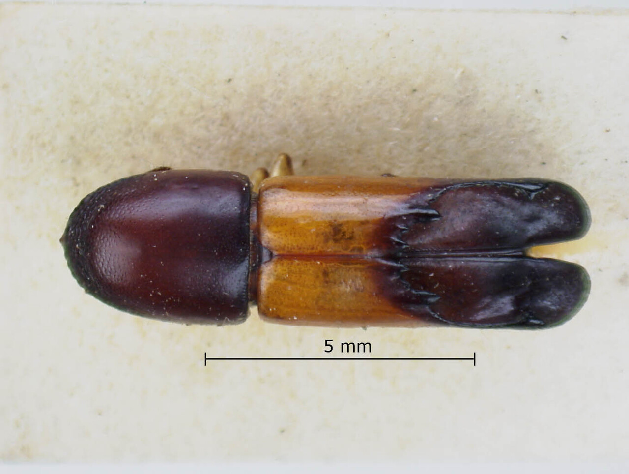 Genus / Species: Amphicranus balteatus | Image Author: LR Kirkendall | Location: Guatemala, Quetzaltenango, Cerro Zunil | Image Type: holotype | Collection: British Museum (Natural History)