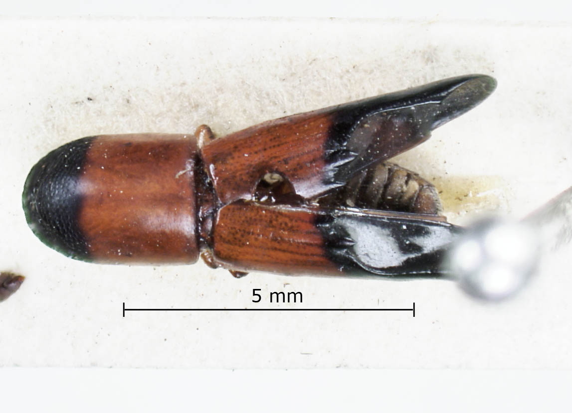 Genus / Species: Amphicranus belti | Image Author: LR Kirkendall | Location: Nicaragua, Chontales, Chontales | Image Type: holotype | Collection: British Museum (Natural History)