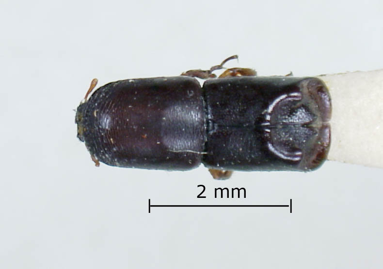 Genus / Species: Amphicranus brevipennis | Image Author: LR Kirkendall | Location: Guatemala, Suchitepequez, San Isidro | Image Type: holotype | Collection: British Museum (Natural History)
