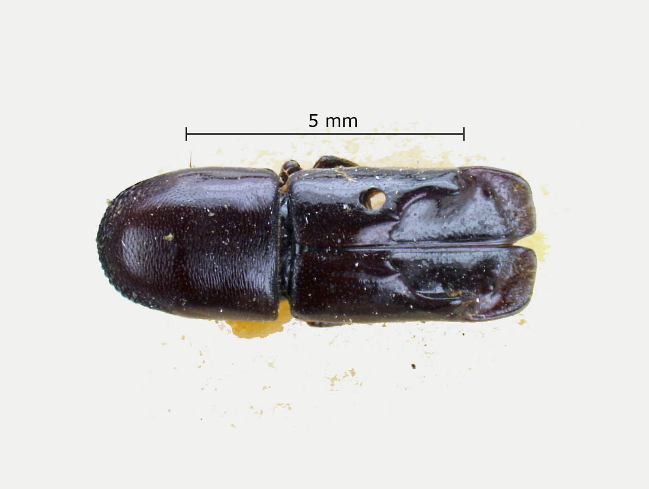 Genus / Species: Amphicranus thoracicus | Image Author: LR Kirkendall | Location: Nicaragua, Chontales, Chontales | Collection: British Museum (Natural History)