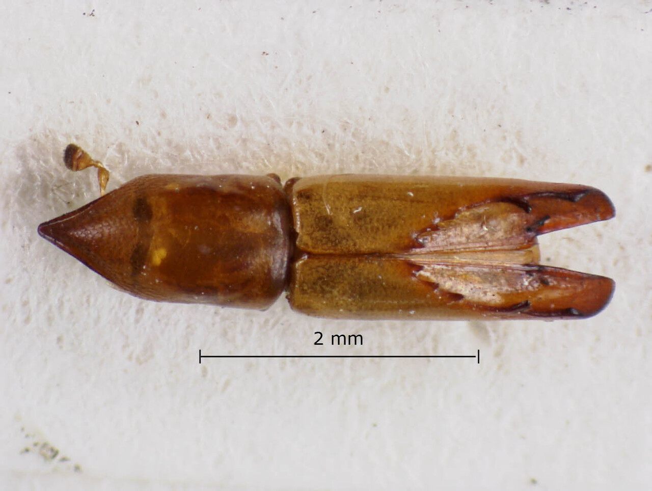 Genus / Species: Amphicranus fastigiatus | Image Author: LR Kirkendall | Location: Guatemala, Quetzaltenango, Cerro Zunil | Image Type: holotype | Collection: British Museum (Natural History)