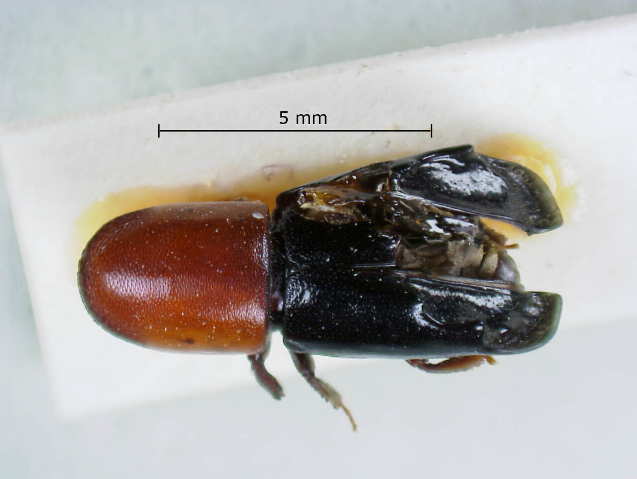 Genus / Species: Amphicranus fryi | Image Author: LR Kirkendall | Location: Brazil, Rio de Janeiro, Rio de Janeiro | Image Type: holotype | Collection: British Museum (Natural History)
