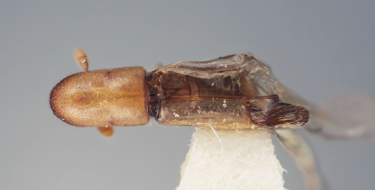 Genus / Species: Amphicranus micidus | Image Author: T Litvak | Location: México, Veracruz, Banderilla | Collection: Entomology