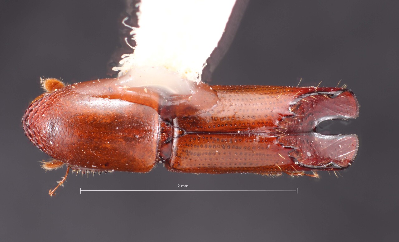 Genus / Species: Amphicranus torneutes | Image Author: TH Atkinson | Location: Honduras, Yoro, Parque Nal. Pico Pijol | Collection: R. Cave collection