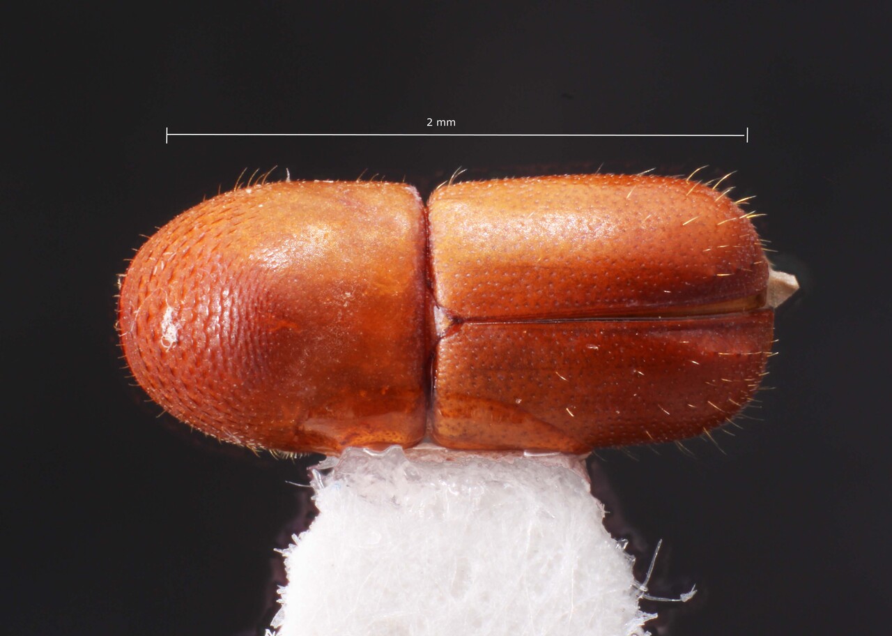 Genus / Species: Corthylocurus barbatus | Image Author: TH Atkinson | Location: Brazil, São Paulo, São Sebastião | Collection: Faculdade de Engenharia