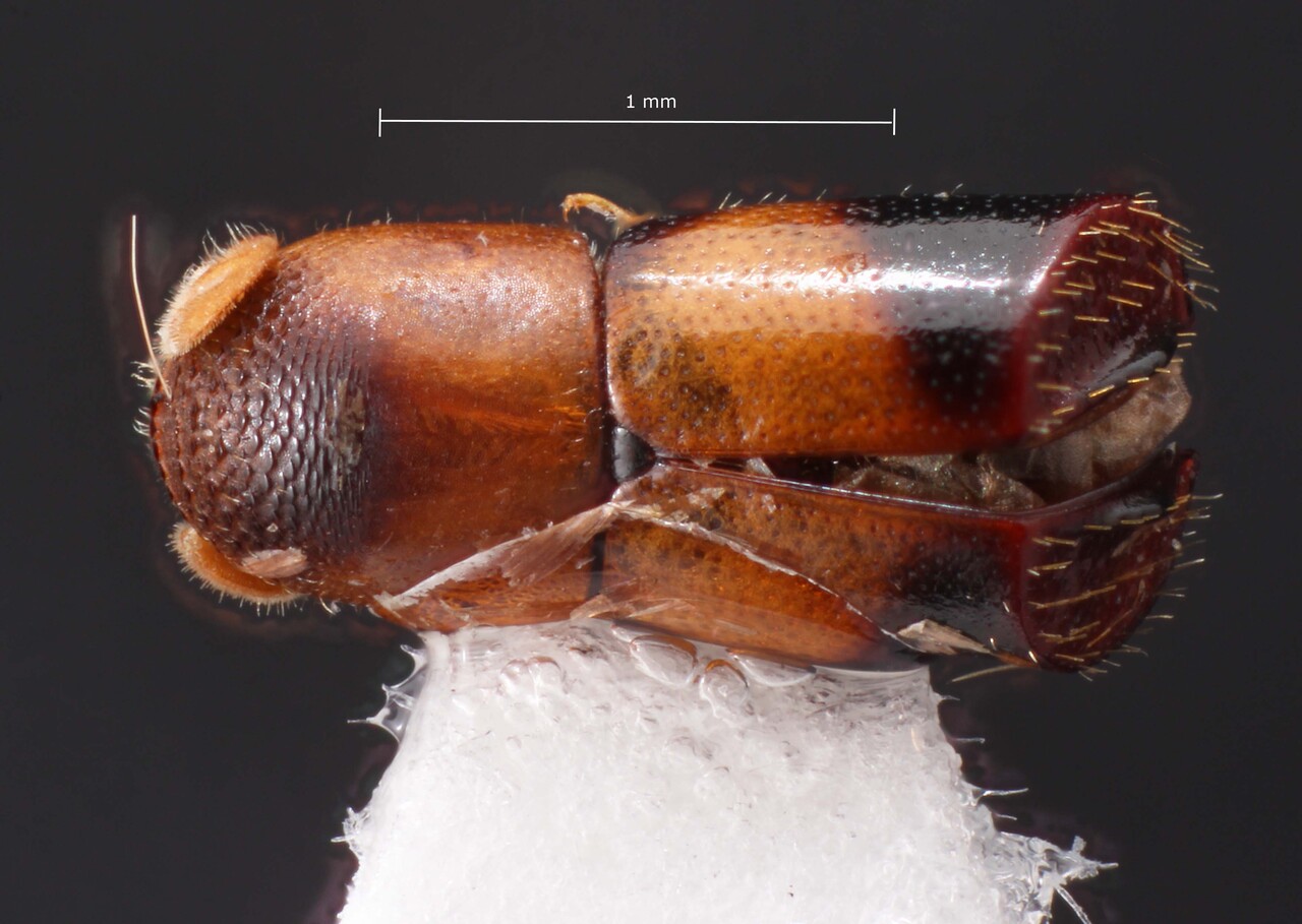 Genus / Species: Corthylus gracilens | Image Author: TH Atkinson | Location: Brazil, São Paulo, São Sebastião | Collection: Faculdade de Engenharia