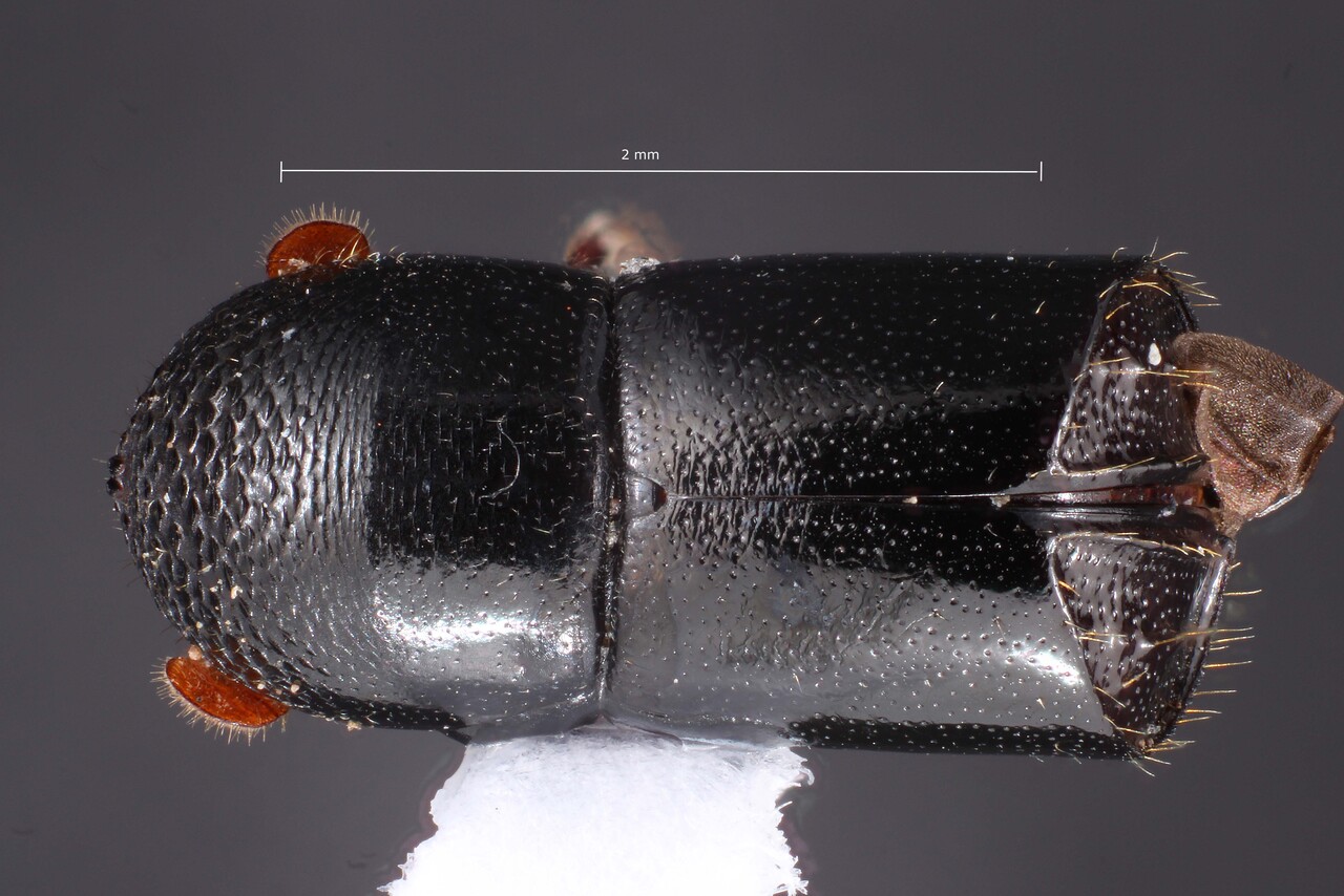 Genus / Species: Corthylus robustus | Image Author: TH Atkinson | Location: Brazil, Rio de Janeiro, Maciço do Gericinó/Mendanha | Collection: University of Texas Insect Collection