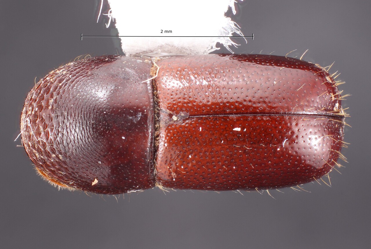 Genus / Species: Corthylus columbianus | Image Author: TH Atkinson | Location: United States, Georgia, Scull Shoals | Collection: Texas A&M University Insect Collection