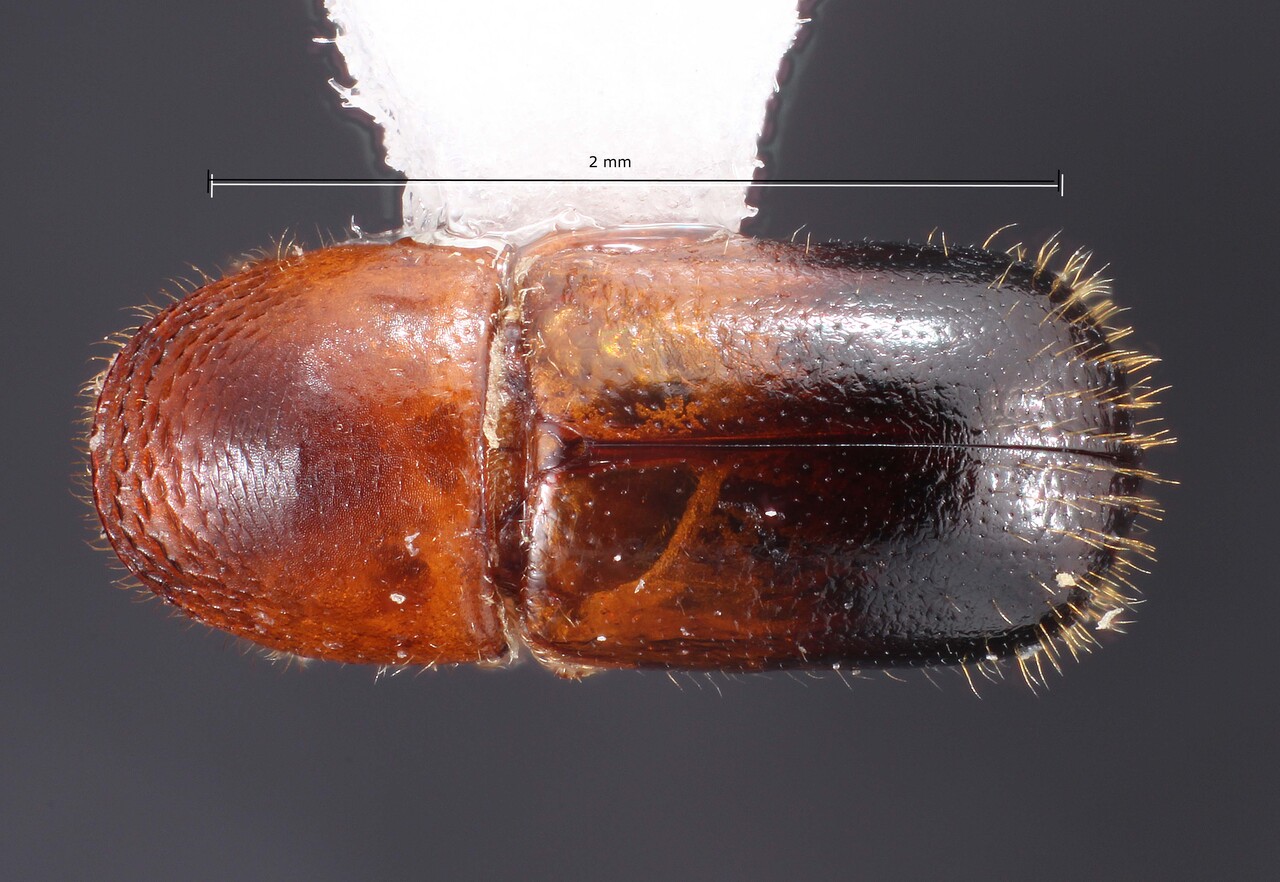 Genus / Species: Corthylus detrimentosus | Image Author: TH Atkinson | Location: México, Morelos, Jumiltepec | Collection: Texas A&M University Insect Collection