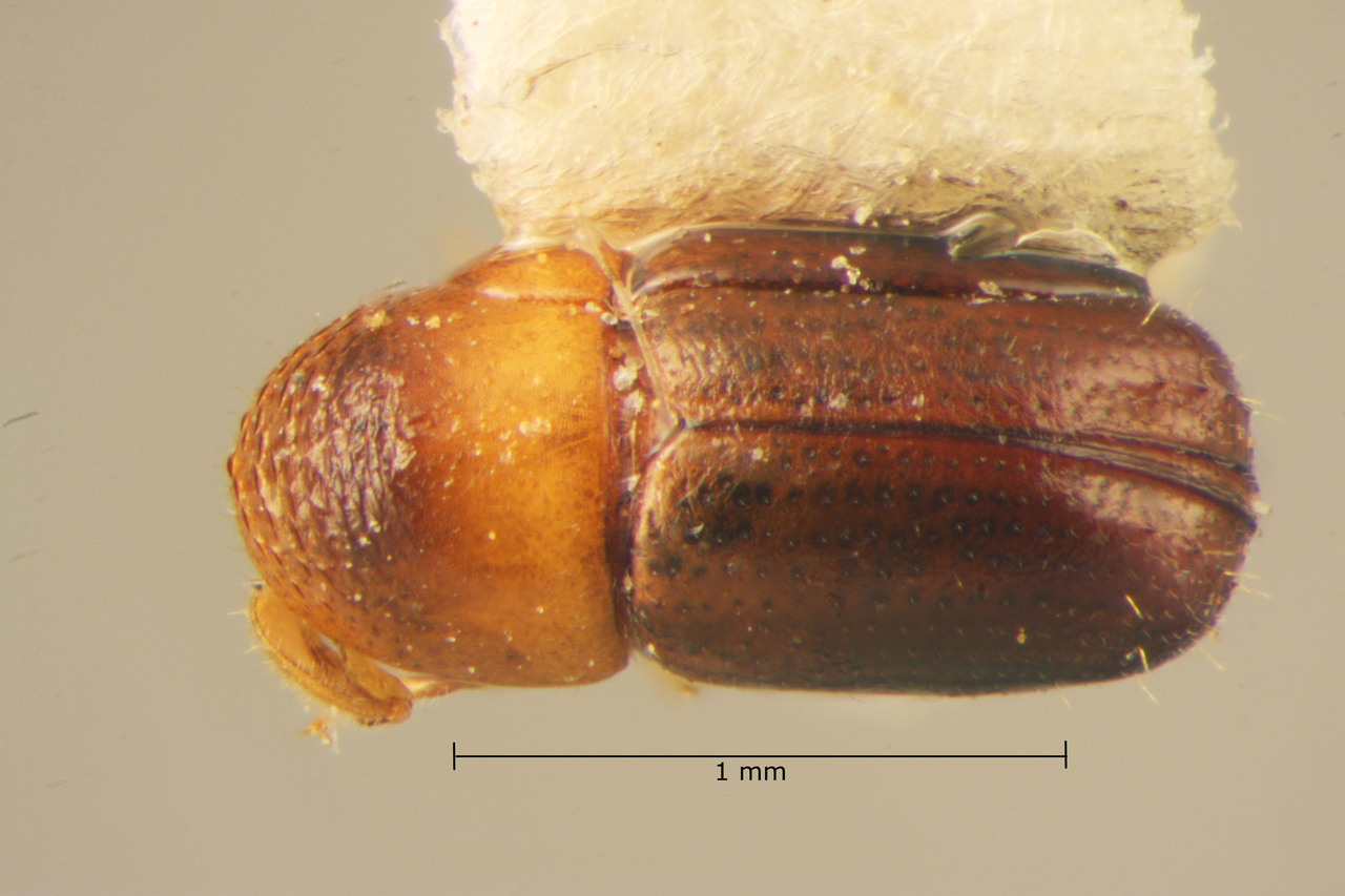 Genus / Species: Corthylus exiguus | Image Author: TH Atkinson | Location: México, Guerrero, Cuauhtenango | Collection: Centro de Entomología y Acarología