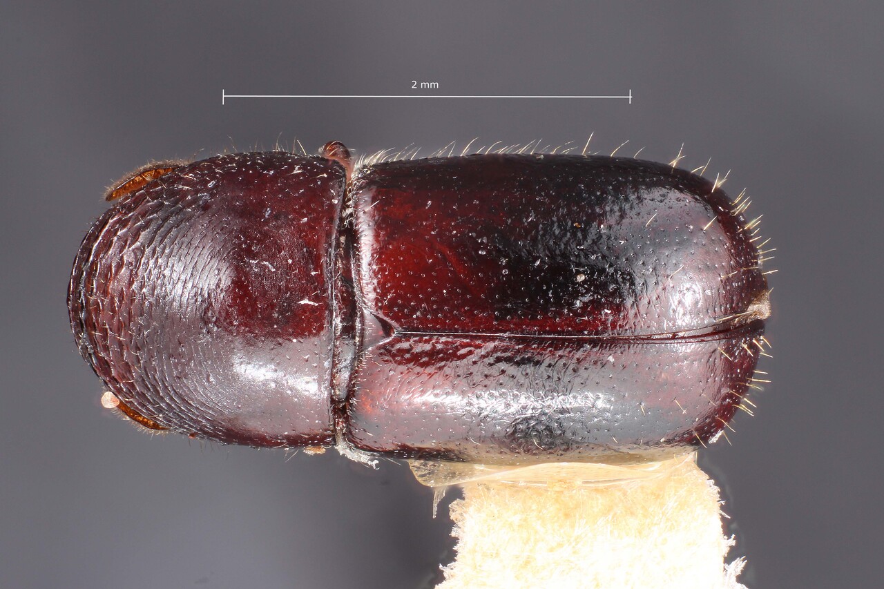 Genus / Species: Corthylus fuscus | Image Author: TH Atkinson | Location: México, Morelos, Ocuituco | Collection: Texas A&M University Insect Collection