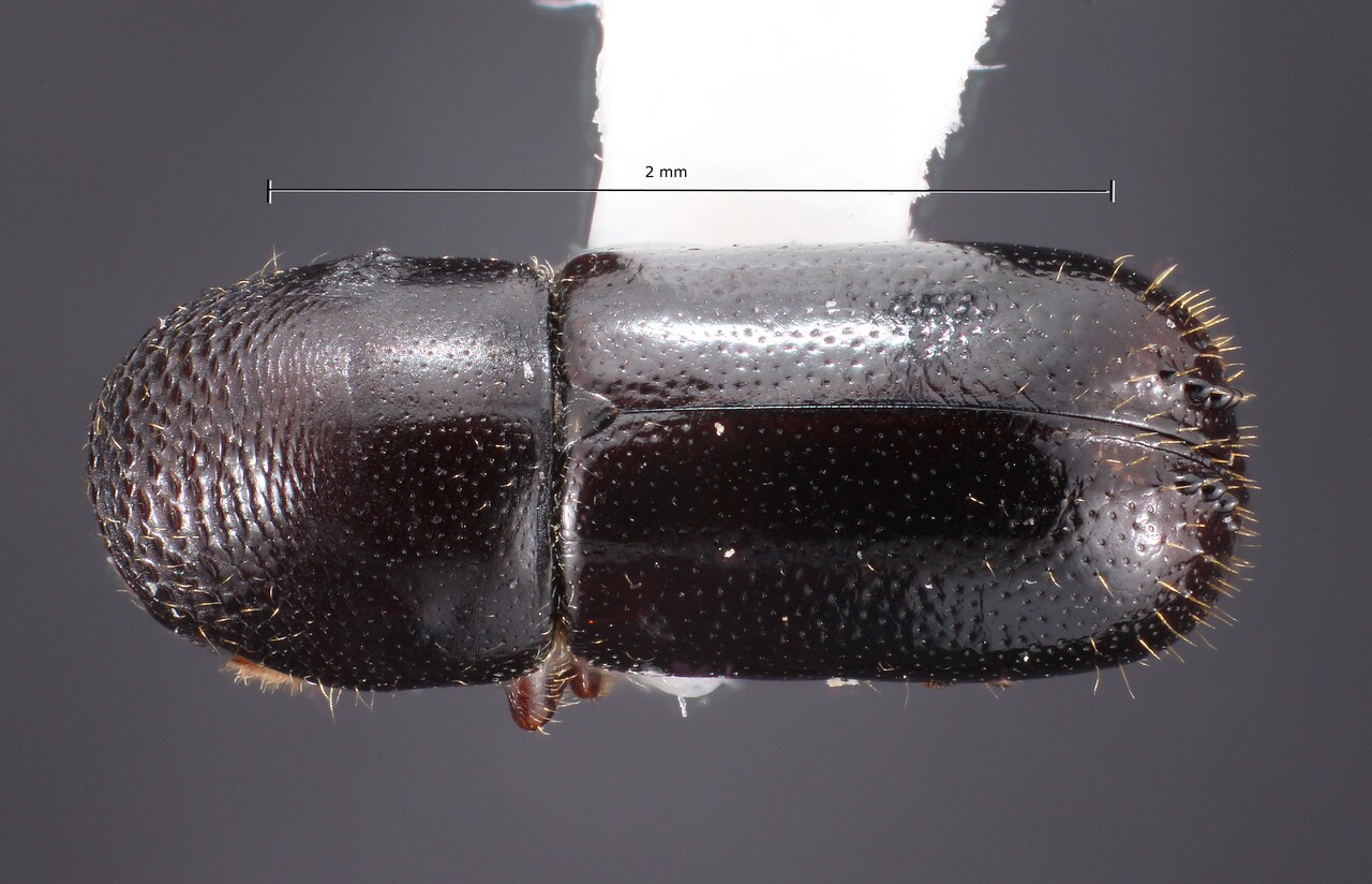 Genus / Species: Corthylus cristatus | Image Author: TH Atkinson | Location: Guatemala, El Progreso, 29 km N San Augustin | Collection: Texas A&M University Insect Collection