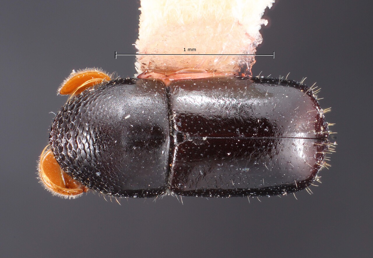 Genus / Species: Corthylus minutissimus | Image Author: TH Atkinson | Location: México, Morelos, Ixcatepec | Collection: Texas A&M University Insect Collection