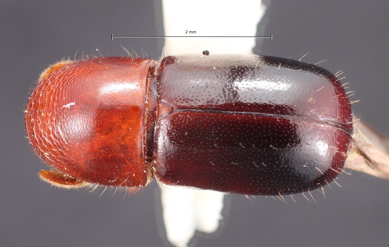 Genus / Species: Corthylus nudus | Image Author: TH Atkinson | Location: México, Michoacán, Ziracuaretiro | Collection: Texas A&M University Insect Collection
