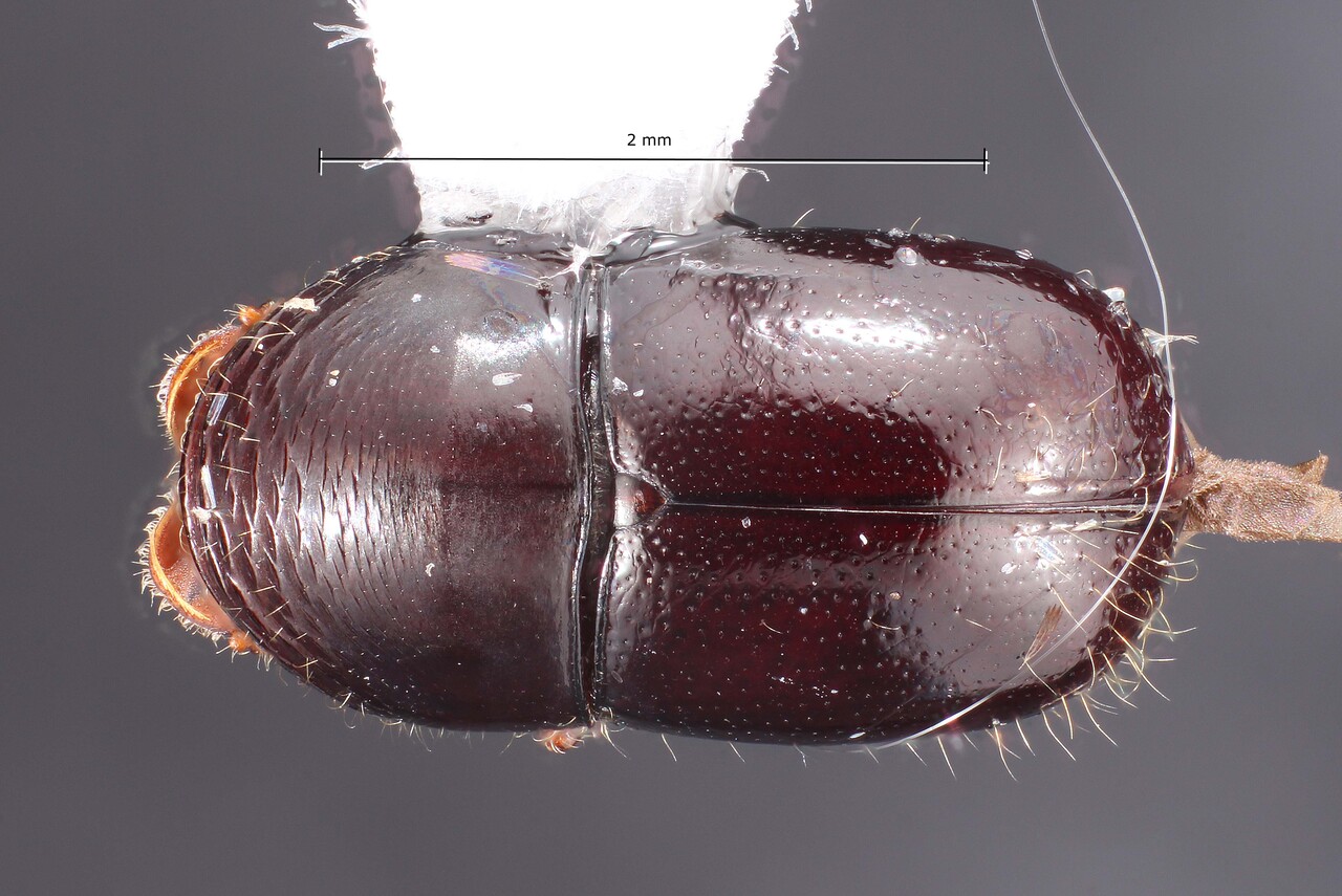 Genus / Species: Corthylus panamensis | Image Author: TH Atkinson | Location: Costa Rica, Guanacaste, Sta. Cecilia, 9 km S; Estac. Pitilla | Collection: Texas A&M University Insect Collection